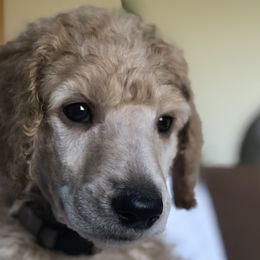 Hail (gray collar) - Poodle puppy in Burley, Idaho from Soul Poodiful