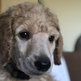 Hail (gray collar) - Poodle puppy in Burley, Idaho from Soul Poodiful
