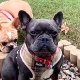 Bulldogs and French Bulldogs from English and Frenchie kennels