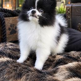 Black and white parti male one - Black parti male Pomeranian puppy in Jacksonville, North Carolina from Pomeranians DelReal