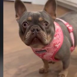 Fifi - French Bulldog