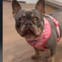 Fifi - French Bulldog