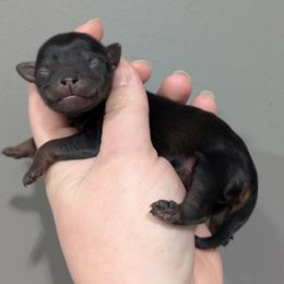 Sparkle - Black and tan female Yorkipoo puppy in Coshocton, Ohio from Forever Family Puppies