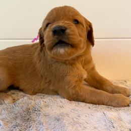 Pink Collar Girl - Red  female Goldendoodle puppy in San Augustine, Texas from Vintage Doodles