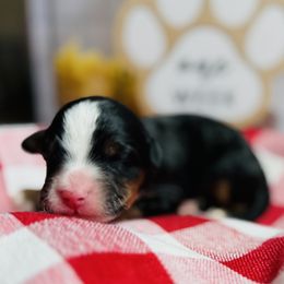 Fiori - Tri-color female Bernedoodle puppy in Katy, Texas from Bluebonnet Bernedoodles of Southeast Texas