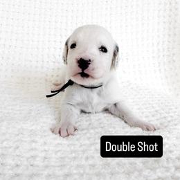 Double Shot - LUA long coat - White and black male Dalmatian puppy in Davenport, Florida from Sunny Jewels Dalmatians