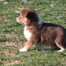Stratus - Red tri-color male Miniature American Shepherd puppy in Tiskilwa, Illinois from First Harmony Farms