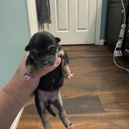 Elena - Black and tan female Shiba Inu puppy in Cypress, Texas from Southern Shibas