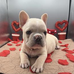 Lupin - Cream male French Bulldog puppy in Largo, Florida from Infinity Frenchies