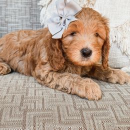 Goldendoodle Puppies from Glittering Grace Goldendoodles