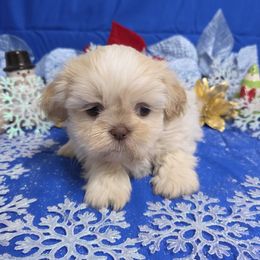 Cream Boy - Gold male Shih Tzu puppy in Vinita, Oklahoma from Locust Creek Shih Tzu & Havanese