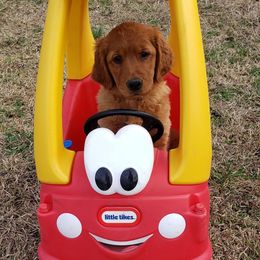 Golden Retriever Puppies from Carmel Bliss Golden Retrievers LLC
