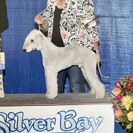 Aslan - Bedlington Terrier