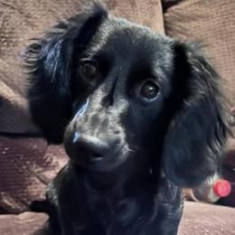 Dachshunds from ODell's Dachshunds