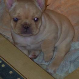 French Bulldog Puppies from Crestagard