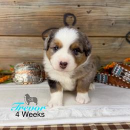 Trevor Brazile - Blue merle male Miniature Australian Shepherd puppy in El Dorado Springs, Missouri from OR Aussies