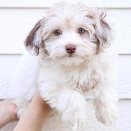 Susie - White female Havapoo puppy in Grants Pass, Oregon from Oregon Valley Pups