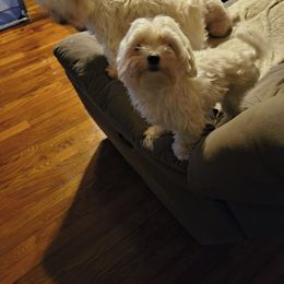 Star - Maltese