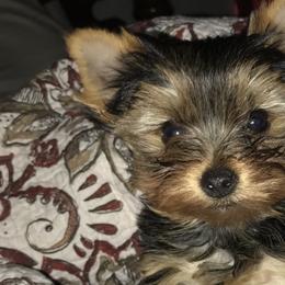 Yorkshire Terriers from Debra’s Yorkies