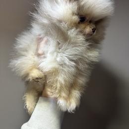 Finn - Chocolate merle male Pomeranian puppy in Waterloo, Indiana from Garcias Pomeranian