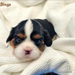 Bingo - Tri-color male Cavalier King Charles Spaniel puppy in Tyler, Texas from Kalon Cavaliers