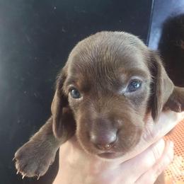 Topaz - Chocolate female Dachshund puppy in Bigfork, Minnesota from Long Ears and Long Dogs Ranch