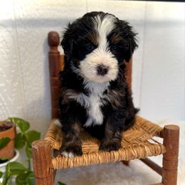 Ruffles - Tri-color male Bernedoodle puppy in Bremen, Indiana from Farmland Doodles