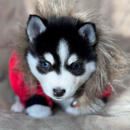 Frost - Wolf sable male Pomsky puppy in Venus, Pennsylvania from Hemlock Pines Pomsky