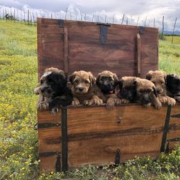Whoodle Puppies from Schmidt's K9s