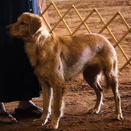 German Shepherds and Golden Retrievers from Lace's High Flying German Shepherds And Golden Retrievers