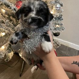 Margo - Blue merle female Miniature Australian Shepherd puppy in Brenham, Texas from Stone N Rose Kennels