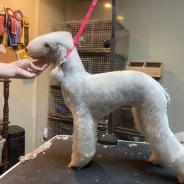 Valentina - Bedlington Terrier
