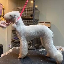 Valentina - Bedlington Terrier