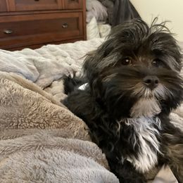 Havanese All Grown Up from HavtaHavRhavanese