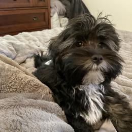 Havanese All Grown Up from HavtaHavRhavanese