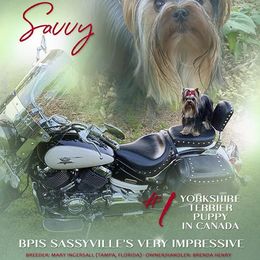 Yorkshire Terrier Puppies from Sassyville Yorkies