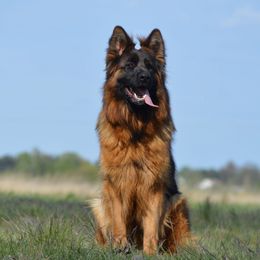 Andi - German Shepherd