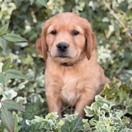 AKC Titles, OFA, DNA Clear - Dark golden male Golden Retriever puppy in San Martin, California from Church Creek Retrievers
