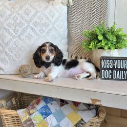 AKC Meet Cash :) - Piebald male Dachshund puppy in Centerville, Iowa from Barnyard Dachshunds, Dals & Doodles