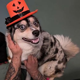 Novi Woe - Pomsky