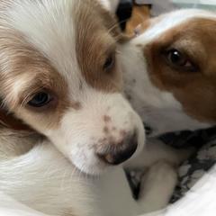 English Setters from Morgan-Hunter’s Pups
