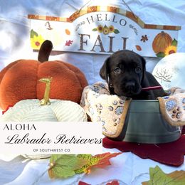 Girl 2 - female Labrador Retriever puppy in Cortez, Colorado from Aloha Lab Pups of SW Colorado