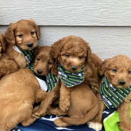 Goldendoodle and Poodle Puppies from South Sound Doodles