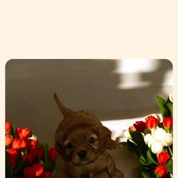 Cavapoo All Grown Up from Carolina Canines