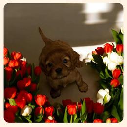 Cavapoo All Grown Up from Carolina Canines