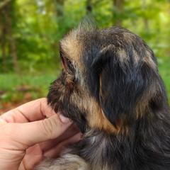 Companion Cross, Havanese, Mal-Shi, Maltese, Maltipoo, Morkie, and Shih Tzu Puppies from Seeking Shalom Acres Maltese, Maltipoos & Havamalts