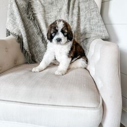 Jersey - Mahogany and white male Saint Berdoodle puppy in Beaver, Utah from Rocky Ridge Ranch