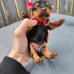 Mis. Red - Black and gold female Yorkshire Terrier puppy in Woodway, Texas from The Yorkie Empire