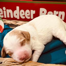 Frosty - Parti male Goldendoodle puppy in Bradenton, Florida from Christianna’s Mini Goldendoodles