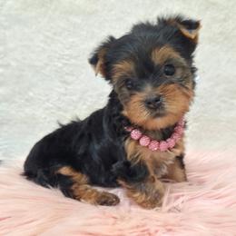 Daisy - Blue and gold female Yorkshire Terrier puppy in Monticello, Iowa from Ashley’s Puppies
